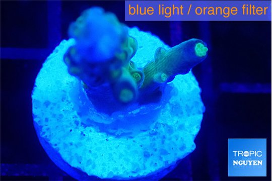 Acropora purple & green polyps 1-2 cm WYSIWYG acclimaté