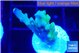 Acropora purple & green polyps 1-2 cm WYSIWYG acclimaté