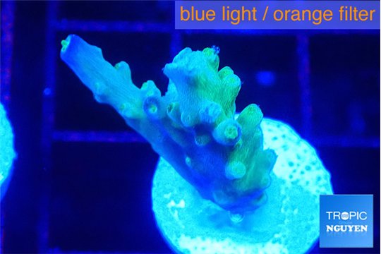 Acropora purple & green polyps 1-2 cm WYSIWYG acclimaté