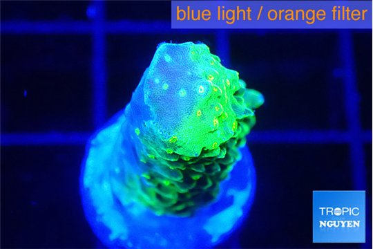 Acropora green gold 2 cm WYSIWYG acclimaté