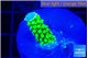 Acropora green gold 2 cm WYSIWYG acclimaté