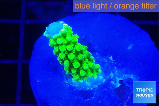 Acropora green gold 2 cm WYSIWYG acclimaté