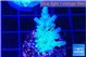Acropora green blue Fijii 2-3 cm WYSIWYG acclimaté
