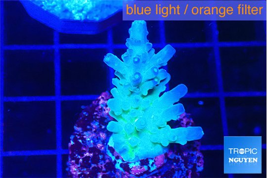 Acropora green blue Fijii 2-3 cm WYSIWYG acclimaté
