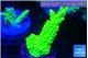 Acropora full neon green 4-6 cm WYSIWYG acclimaté