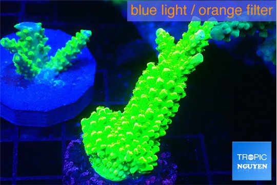 Acropora full neon green 4-6 cm WYSIWYG acclimaté