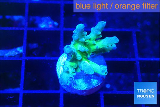 Acropora purple green 2 cm WYSIWYG acclimaté