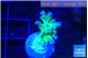 Acropora purple green 2 cm WYSIWYG acclimaté