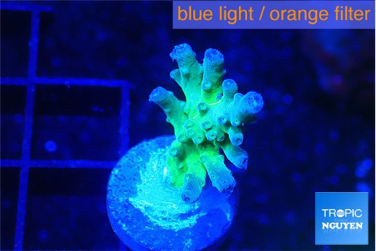 Acropora purple green 2 cm WYSIWYG acclimaté