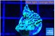 Montipora green & purple polyps 2 cm WYSIWYG acclimaté