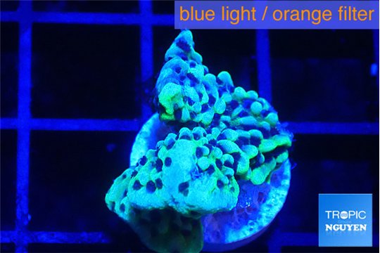Montipora green & purple polyps 2 cm WYSIWYG acclimaté