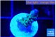 Acropora purple green 1-2 cm WYSIWYG acclimaté