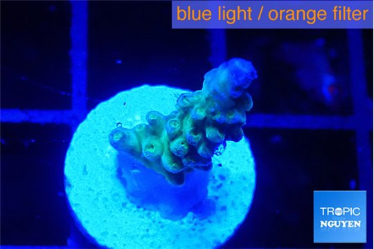 Acropora purple green 1-2 cm WYSIWYG acclimaté