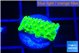 Acropora full neon green 1-2 cm WYSIWYG acclimaté