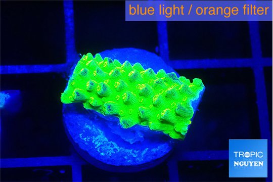 Acropora full neon green 1-2 cm WYSIWYG acclimaté