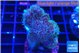 Pocillopora damicornis green & pink tip 3-4 cm WYSIWYG acclimaté