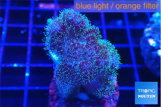 Pocillopora damicornis green & pink tip 3-4 cm WYSIWYG acclimaté