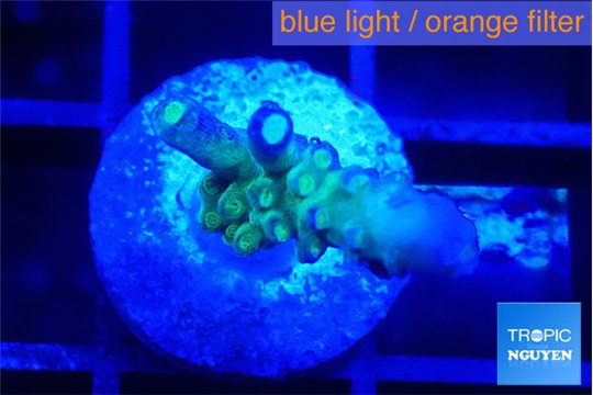 Acropora purple green 1-2 cm WYSIWYG acclimaté