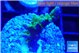 Acropora purple green 2-3 cm WYSIWYG acclimaté