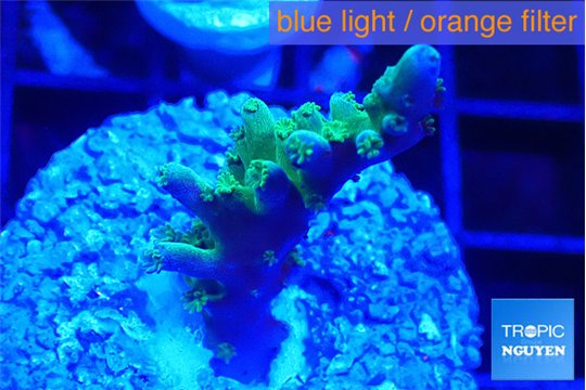 Acropora purple green 2-3 cm WYSIWYG acclimaté
