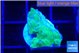 Acropora green purple 1-2 cm WYSIWYG acclimaté