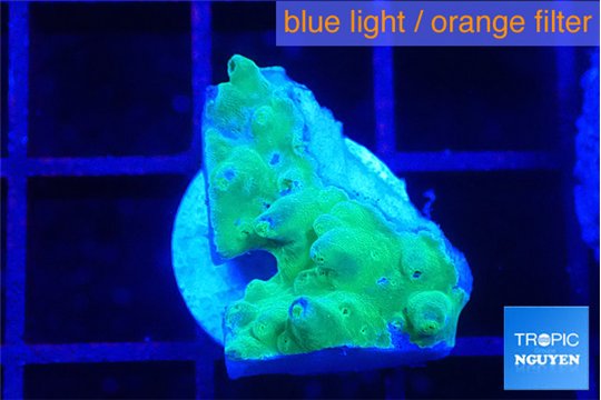 Acropora green purple 1-2 cm WYSIWYG acclimaté