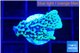 Montipora green & purple polyps 2 cm WYSIWYG acclimaté