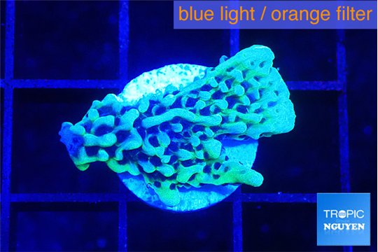 Montipora green & purple polyps 2 cm WYSIWYG acclimaté