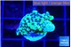 Montipora green & purple polyps 2 cm WYSIWYG acclimaté