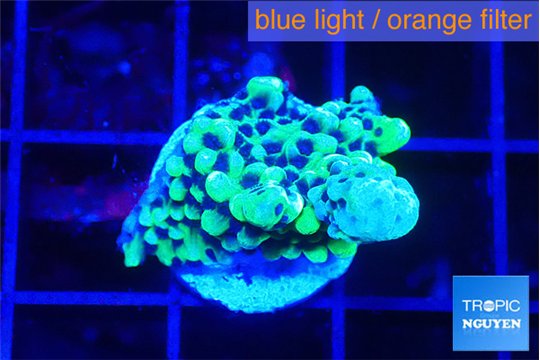 Montipora green & purple polyps 2 cm WYSIWYG acclimaté