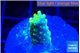 Acropora green gold 2 cm WYSIWYG acclimaté