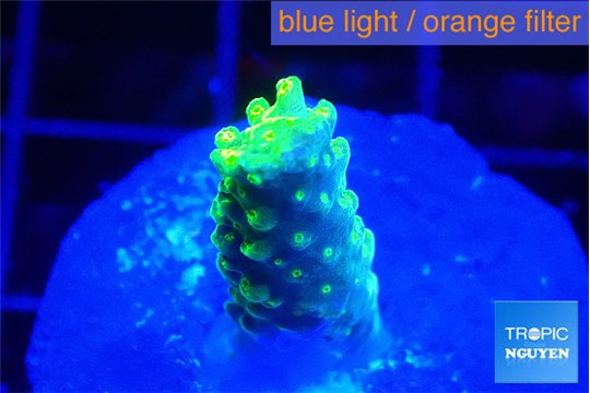 Acropora green gold 2 cm WYSIWYG acclimaté