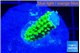 Acropora green gold 2 cm WYSIWYG acclimaté