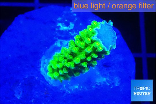 Acropora green gold 2 cm WYSIWYG acclimaté
