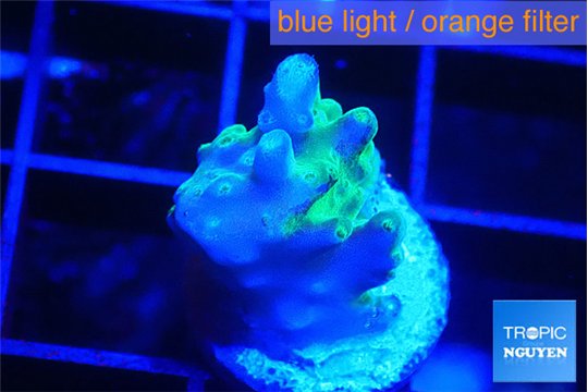 Acropora purple gold 1-2 cm WYSIWYG acclimaté