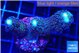 Stylophora milka 3-4 cm WYSIWYG acclimaté