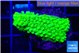 Acropora full neon green 3-4 cm WYSIWYG acclimaté