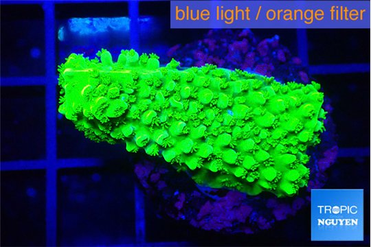 Acropora full neon green 3-4 cm WYSIWYG acclimaté