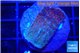 Montipora purple & blue polyps 2-4 cm WYSIWYG acclimaté