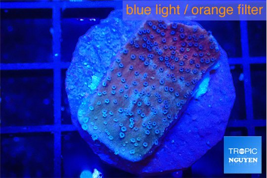Montipora purple & blue polyps 2-4 cm WYSIWYG acclimaté