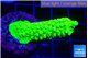 Acropora full neon green 3-5 cm WYSIWYG acclimaté