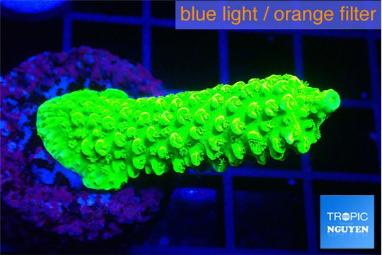 Acropora full neon green 3-5 cm WYSIWYG acclimaté