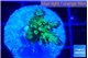 Acropora purple green 2-3 cm WYSIWYG acclimaté