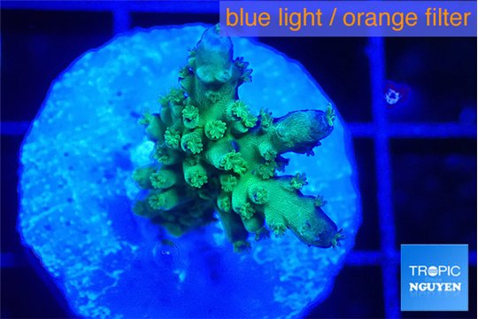 Acropora purple green 2-3 cm WYSIWYG acclimaté