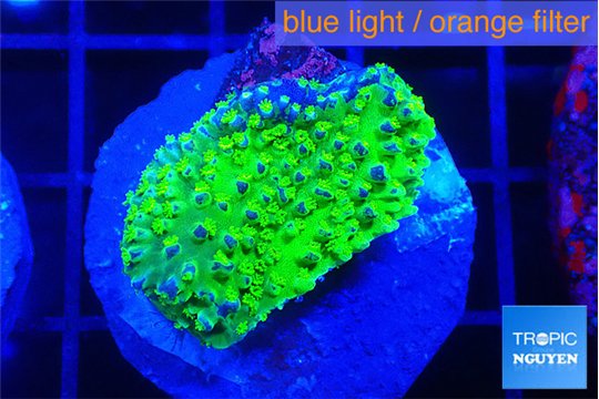 Acropora green 3 cm WYSIWYG acclimaté