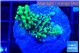 Montipora green & purple polyps 2-3 cm WYSIWYG acclimaté