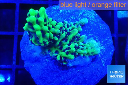 Montipora green & purple polyps 2-3 cm WYSIWYG acclimaté
