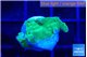Acropora purple green 1-2 cm WYSIWYG acclimaté