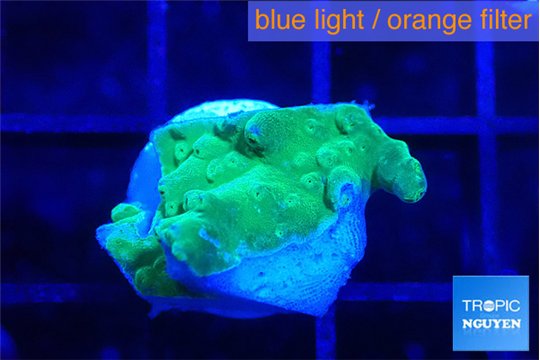 Acropora purple green 1-2 cm WYSIWYG acclimaté