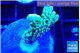 Montipora green & purple polyps 2-3 cm WYSIWYG acclimaté